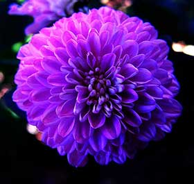 Purple chrysanthemum slimming tablets
